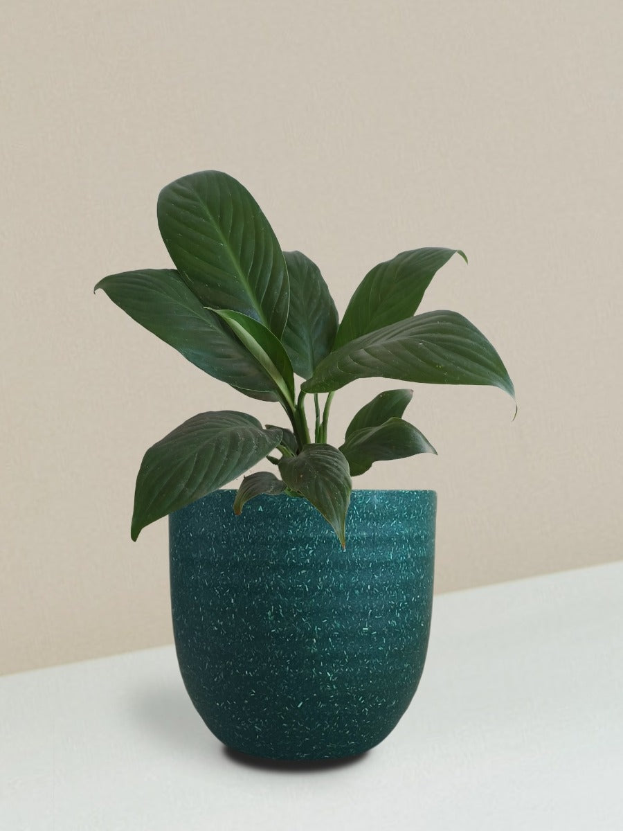 Peace Lily Combo Gift in Eco Pots (Small)