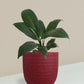 Peace Lily Plant Gift in Eco Pot (Small)