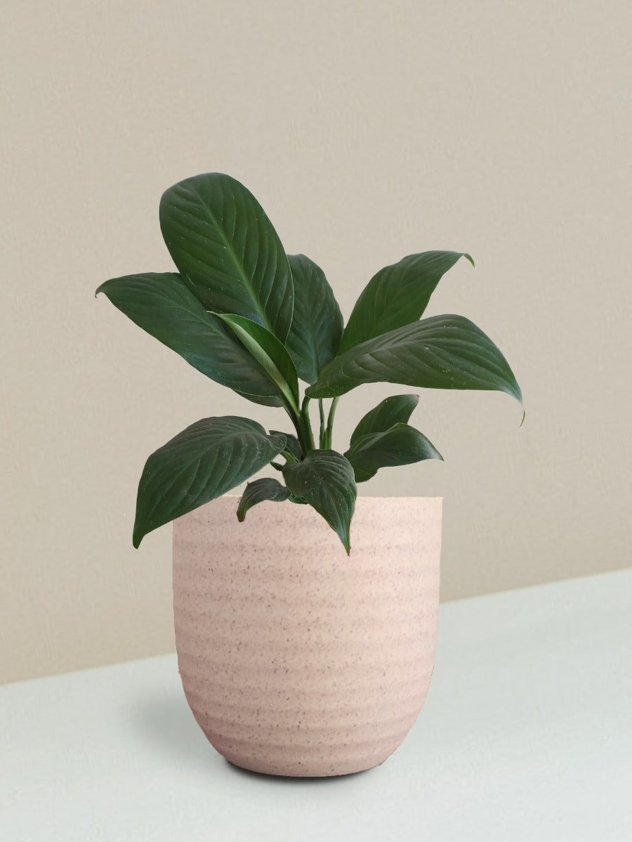 Peace Lily Plant Gift in Eco Pot (Small)