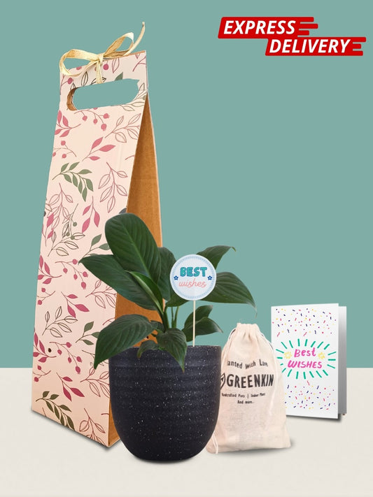 Peace Lily Plant Gift in Eco Pot (Small)