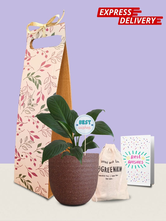 Peace Lily Plant Gift in Eco Pot (Small)