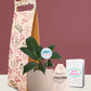 Peace Lily Plant Gift in Eco Pot (Small)