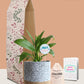 Peace Lily Plant Gift in Eco Pot (Medium)