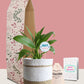 Peace Lily Plant Gift in Eco Pot (Medium)