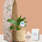 Peace Lily Plant Gift in Eco Pot (Medium)