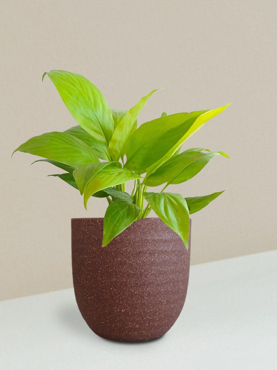 Peace Lily Golden Plant Gift in Eco Pot (Small)