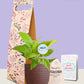 Peace Lily Golden Plant Gift in Eco Pot (Small)