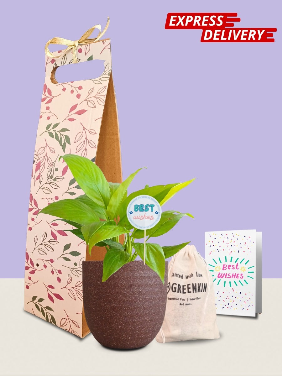 Peace Lily Golden Plant Gift in Eco Pot (Small)
