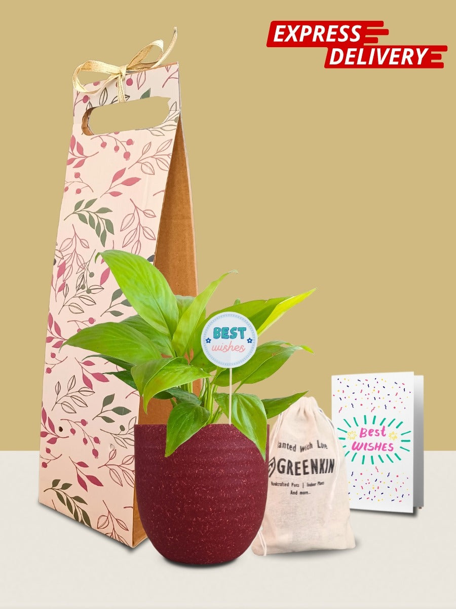 Peace Lily Golden Plant Gift in Eco Pot (Small)