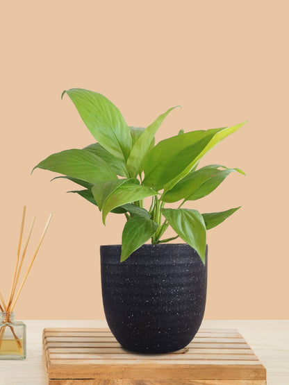 Peace Lily Golden (Small) in Eco Pot