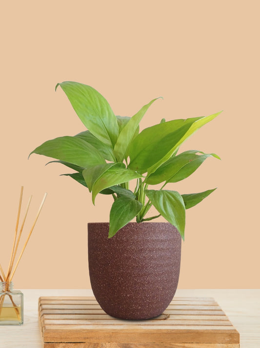 Peace Lily Golden (Small) in Eco Pot