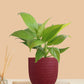 Peace Lily Golden (Small) in Eco Pot