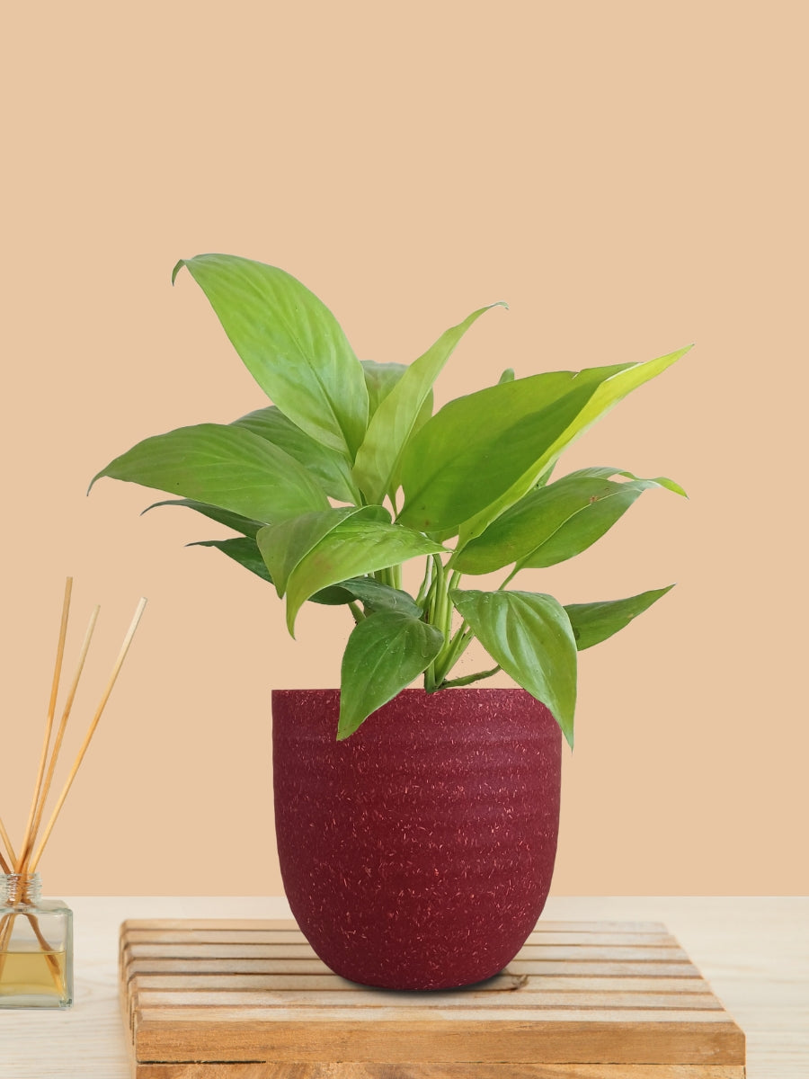 Peace Lily Golden (Small) in Eco Pot