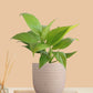 Peace Lily Golden (Small) in Eco Pot