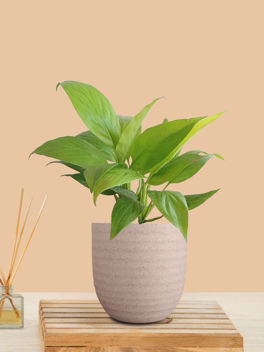 golden peace lily Peace Lily Golden (Small) in Eco Pot – Greenkin