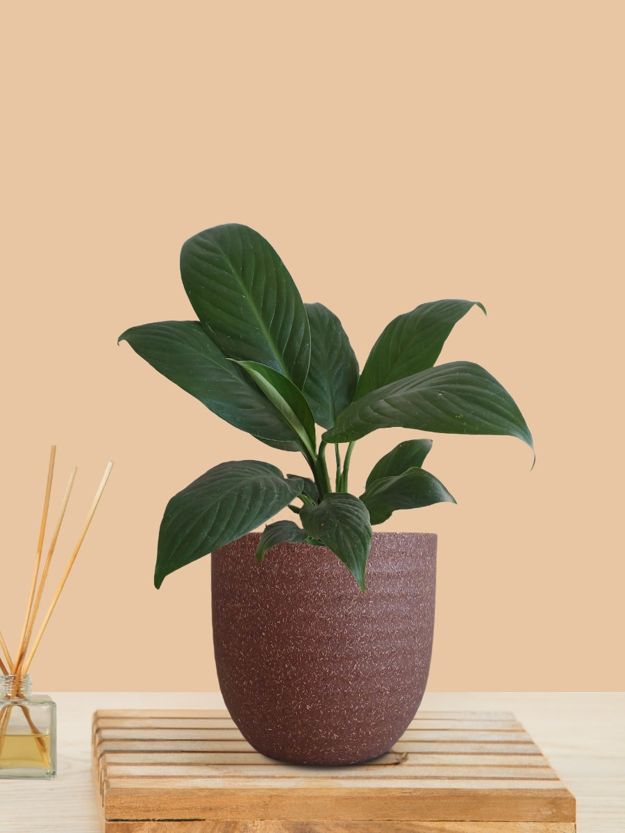 Peace Lily Green (Small) in Eco Pot