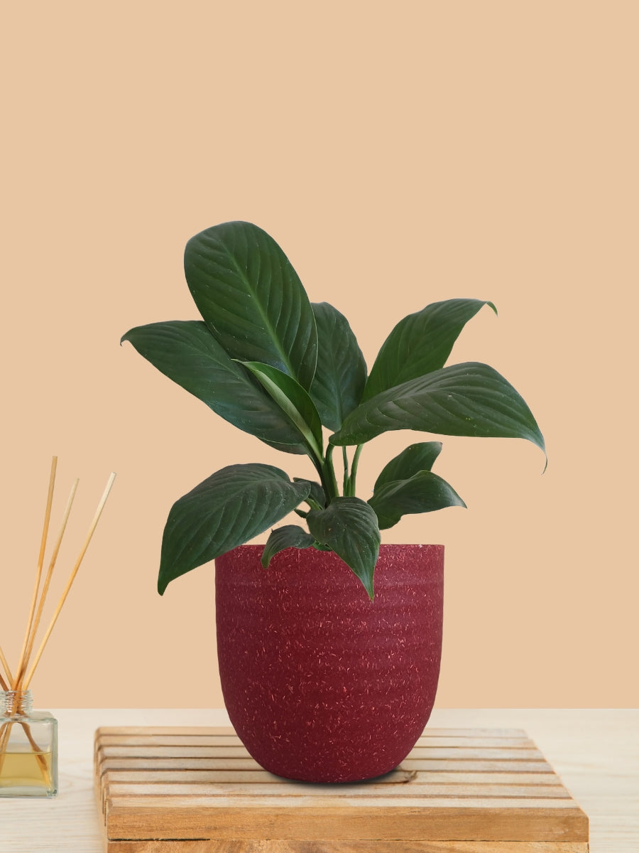 Peace Lily Green (Small) in Eco Pot
