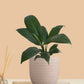 Peace Lily Green (Small) in Eco Pot