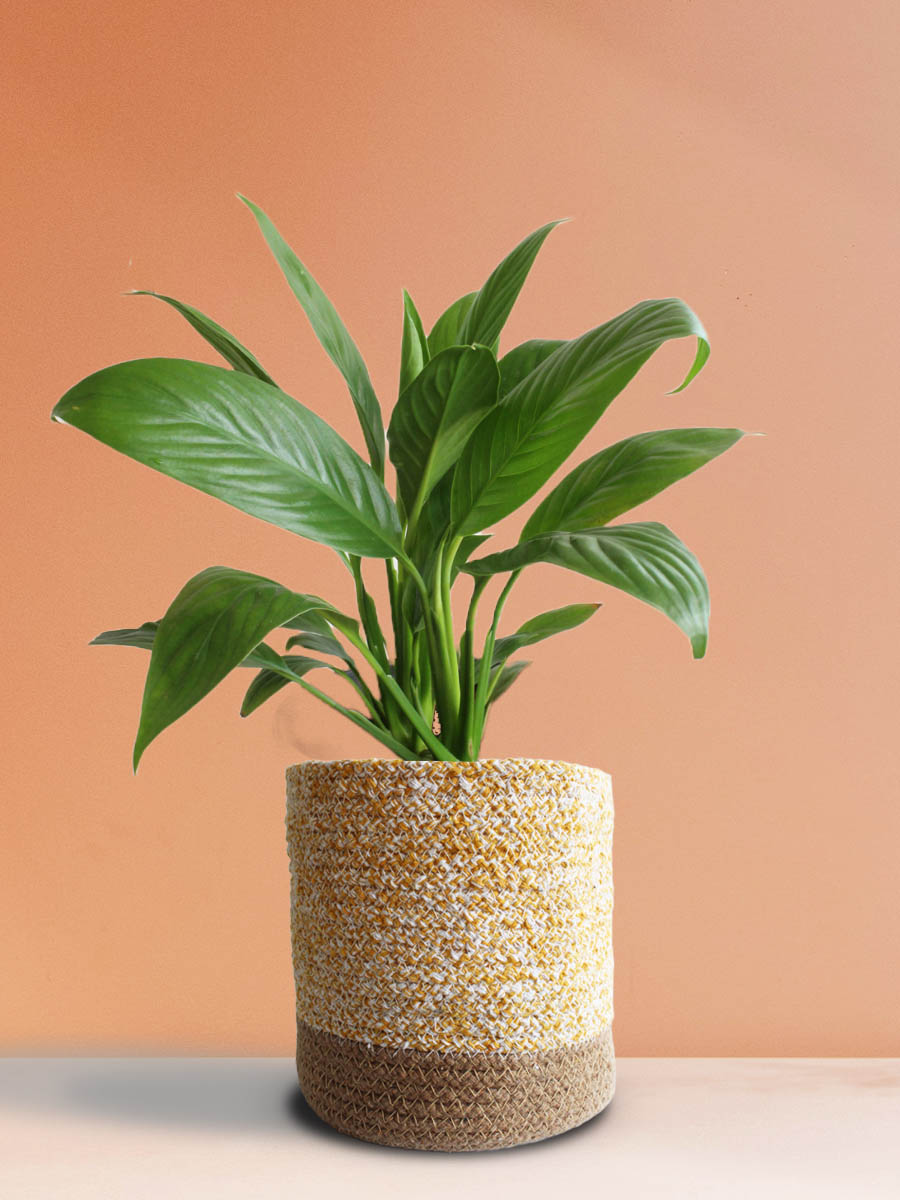 Elegant Air-Purifying Living Room Plants Combo