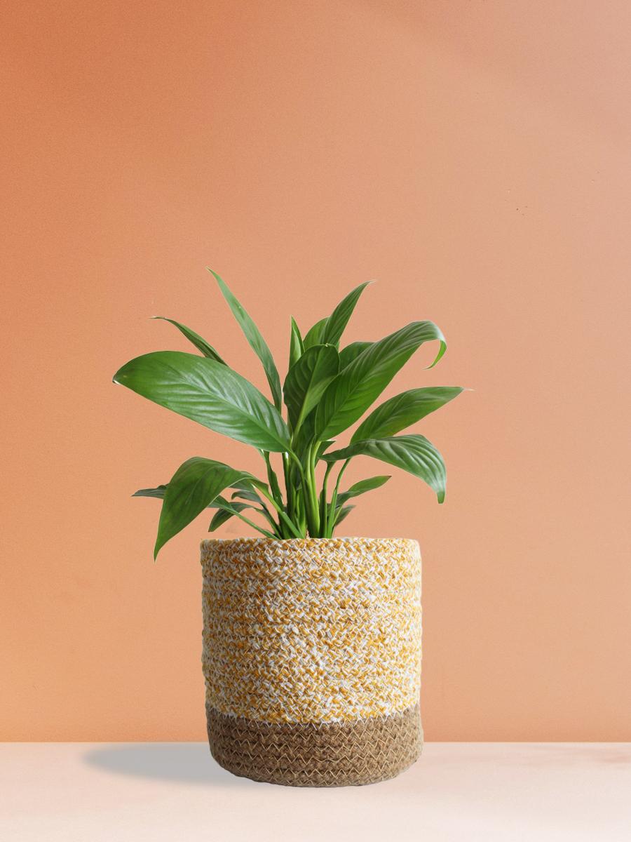 Peace Lily Plant Gift in Eco Pot (Medium)
