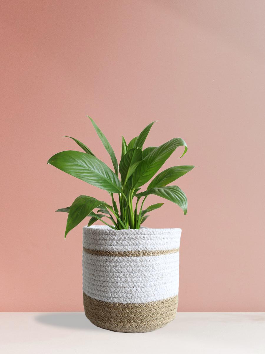 Peace Lily Plant Gift in Eco Pot (Medium)