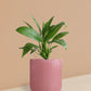 Peace Lily Plant in Ceramic Pot (Medium)