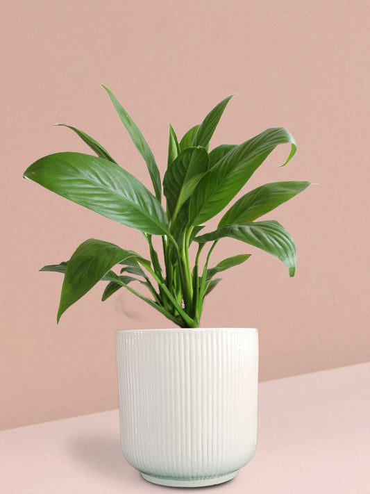 Peace Lily Plant in Ceramic Pot (Large)