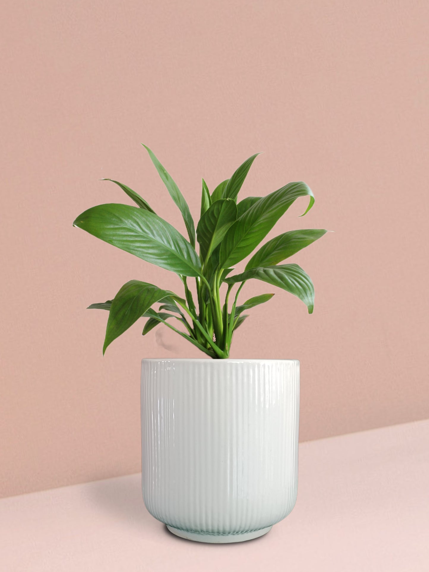 Peace Lily Plant in Ceramic Pot (Medium)