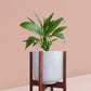 Peace Lily Plant in Ceramic Pot (Medium)