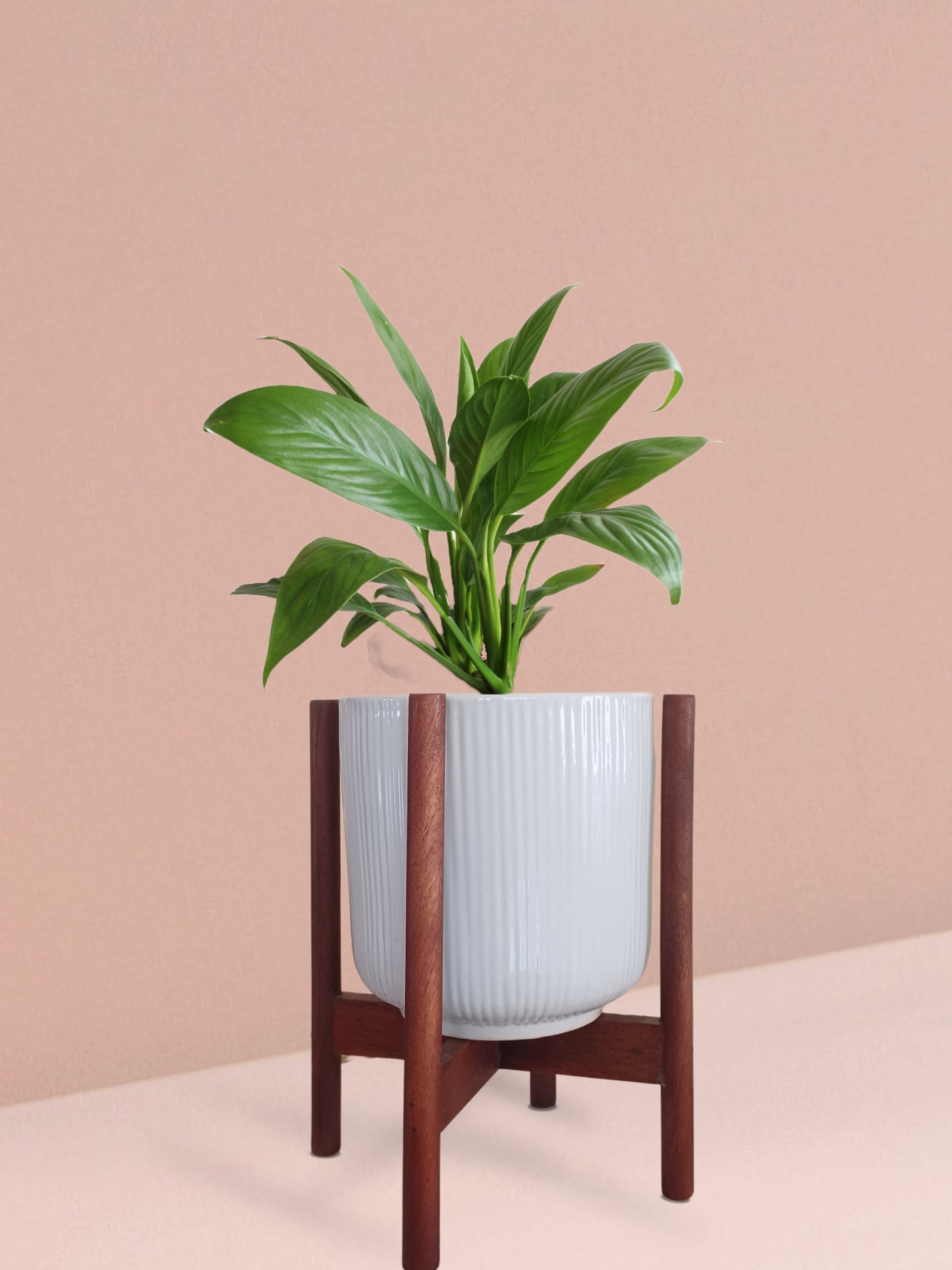 Peace Lily Plant in Ceramic Pot (Medium)
