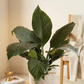 Peace Lily (X-Large)