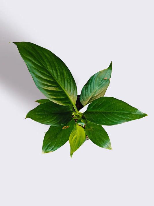 Air Purifying Plants Combo for Home in Eco Pots (Small)