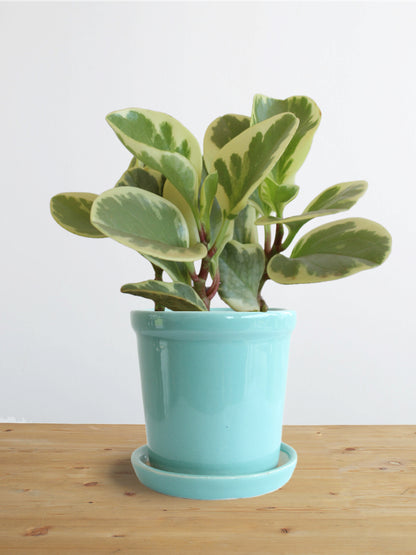 Peperomia Variegated (Small)