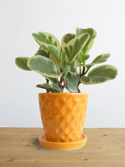 Peperomia Variegated (Small)