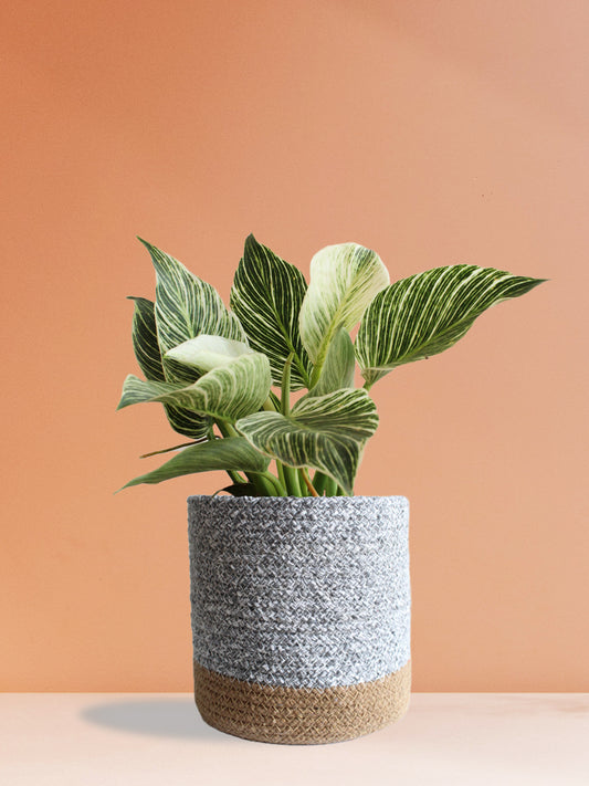 Classy Air-Purifying Plants Combo