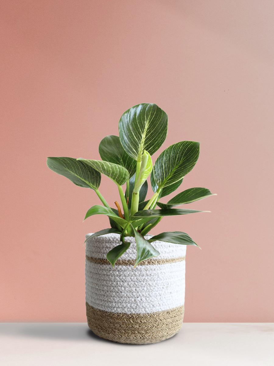 Birkin Plant Gift in Eco Pot (Medium)