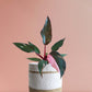 Buy PPP Plant - Philodendron Pink Princess