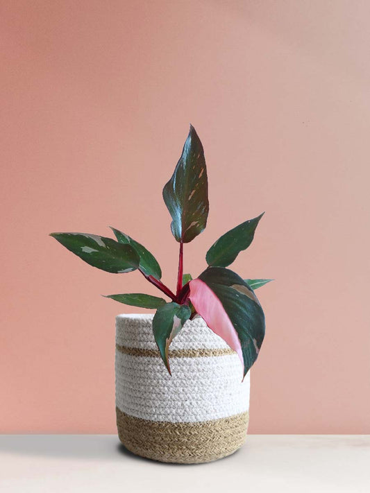 Buy PPP Plant - Philodendron Pink Princess