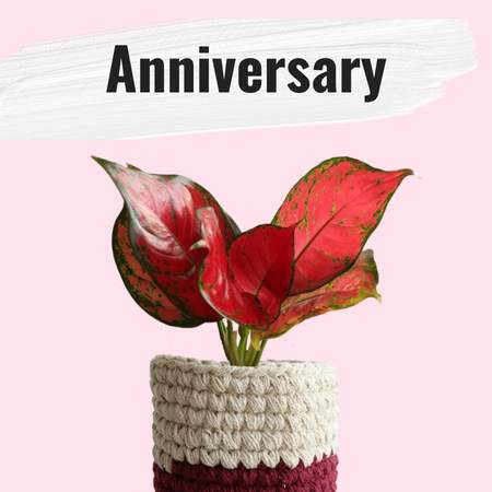 indoor plant gifts for anniversary