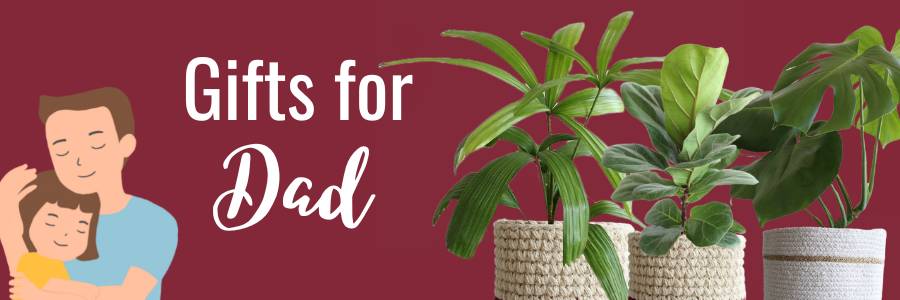 indoor plant gifts for fathers