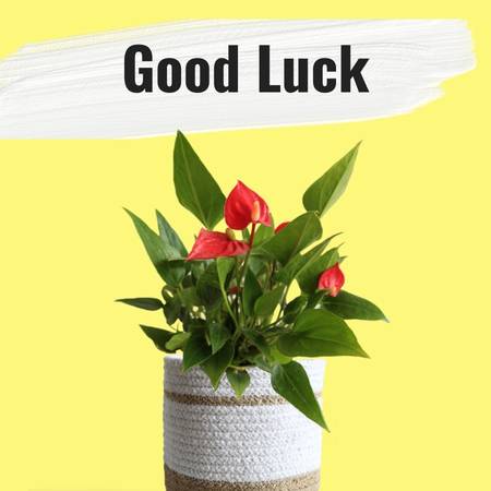 plants for gifting to wish good luck