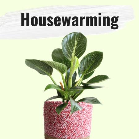 best plant to gift for housewarming