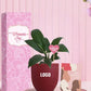 potted peace lilies for women's day appreciation gifts