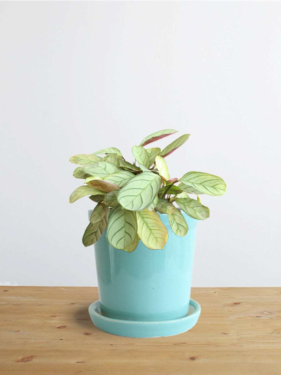 Calathea Prayer (Small) – Greenkin