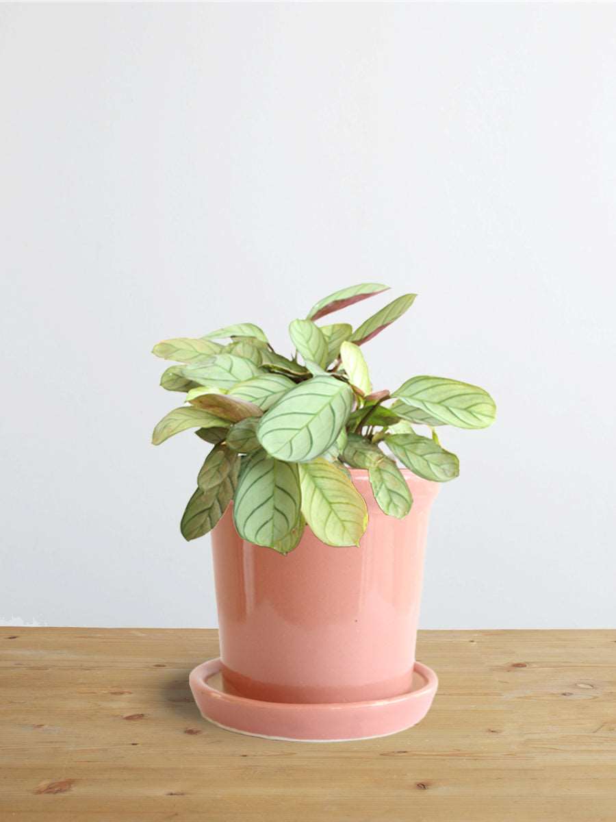 Calathea Prayer (Small) – Greenkin