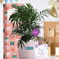 premium indoor plants for employee anniversary recognition