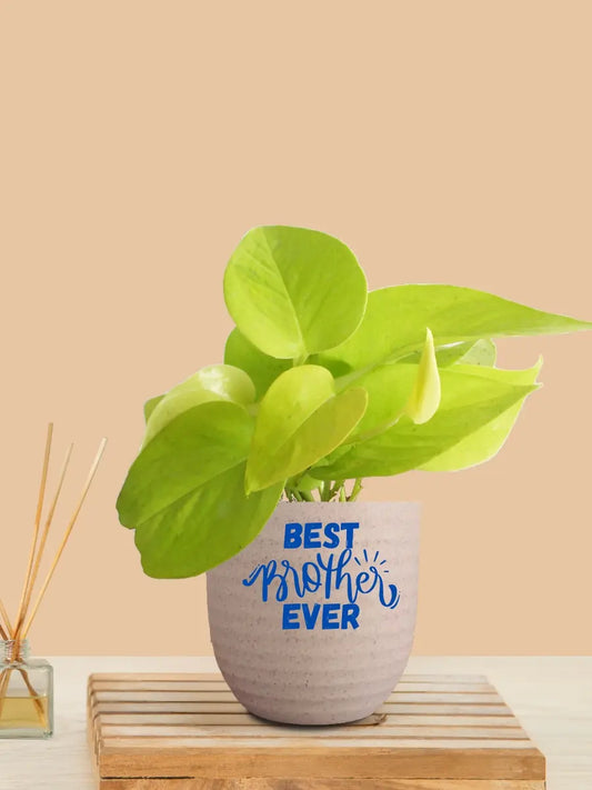 Gift for Brother Money Plant Golden (Small) in Eco Pot