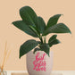 Gift for Sister Plant Peace Lily Green (Small) in Eco Pot