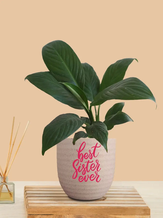 Gift for Sister Plant Peace Lily Green (Small) in Eco Pot