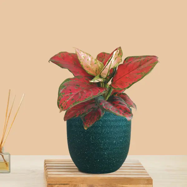 Aglaonema Red Beauty (Small) in Eco Pot
